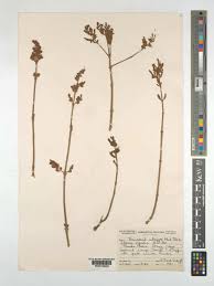 Image result for Tetradenia bainesii