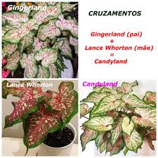 Caladium Paixao Fiz Esta Postagem Porque Muitos Estao Facebook
