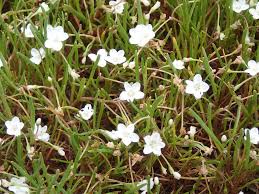 Image result for Montia