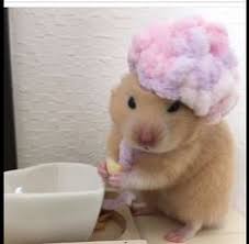 Just for fun, and because gif's can be used to manipulate images without harming a hamster. 200 Hamsters Ideas Cute Hamsters Cute Animals Hamster