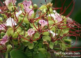 Image result for Intsia