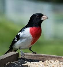 Black Birds In Michigan Michigan Bird Identification Flashcards By Proprofs Beautiful Birds Pet Birds Colorful Birds