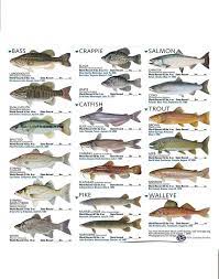 Freshwater Fish By Zoomanchoo On Deviantart Fish Chart Freshwater Aquarium Fish Aquarium Fish