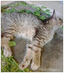 Selama ini, penyakit stroke dipercaya masyarakat tidak bisa disembuhkan dan dicegah. My Green Eye S Galak Kucing Doa Dan Penyembuhan Yang Berjaya