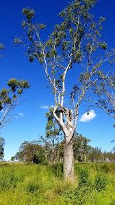 Image result for Eucalyptus tereticornis