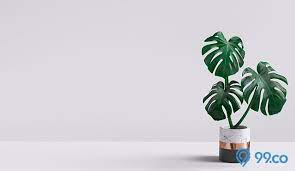 Hal tersebut membuat ragam tanaman hias ini dapat dijual dengan harga yang fantastis. Daftar Harga Tanaman Hias Terlengkap Mulai Dari Rp10 Ribu