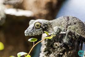 Image result for Urochloa platynota