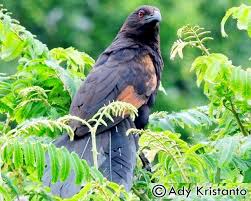 Download mudah suara pikat cabe kemade ribut. Burung Bubut Jawa Yang Makin Langka Om Kicau