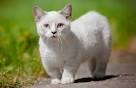 Munchkin Cat Breed- Origin, Characteristics, Character ...