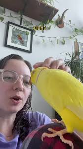 What Happened to Stella The Bird