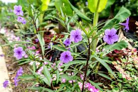 Image result for Ruellia cordata