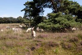 Leersumse veld wandeling 18 11 2020. Utrechtse Heuvelrug Leersumse Veld 2 Bier En Appelsap