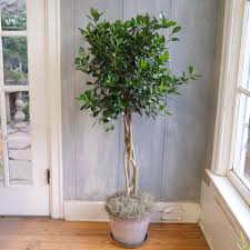 Image result for Ficus demeusei