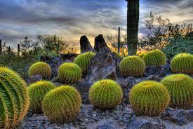Discover great local deals and coupons in and near phoenix, az. 15 Desert Plants You Should Know Scottsdale Real Estate