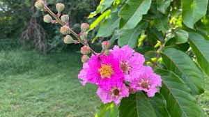 Image result for Lagerstroemia speciosa