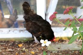 To keep chickens out of flower garden, don't plant their favorites. Gardening With Free Ranging Chickens Tilly S Nest