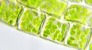 What type of cells contain chloroplasts? Chloroplast Wikipedia