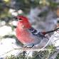 2025 Alta Birding Hikes with Tracy Aviary event image