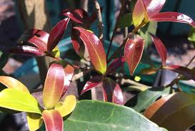 Image result for Chionanthus foveolatus