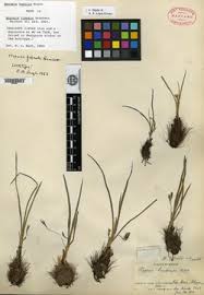 Image result for Hypoxis kilimanjarica