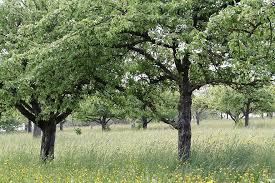 Consumers become fruit tree growers. Orchard Fruit Trees Fruit Tree Nature Landscape Germany Scattered Fruit Trees Apple Trees Baden Wurttemberg Trees Southern Germany Pikist