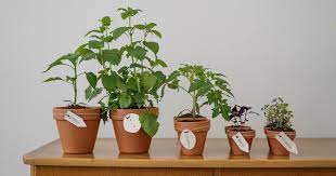 A guide to the 9 best indoor plants to grow in low light. Seven Edible Plants You Can Grow In Your Apartment