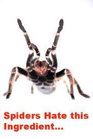 How To Scare Away Spiders From Your Home Naturally Spider Cleaning Household Get Rid Of Spiders