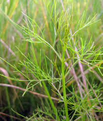 Image result for Rhamphicarpa