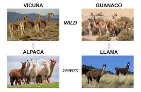 The first time i met them (i was really young) we walked even more badass because they are used to protect farm animals in africa from cheetahs and other predators. Llamas Alpacas Vicunas What S The Difference Daspe Travel Peru Agency