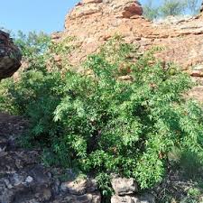 Image result for Hexalobus