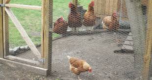 Attach a door between the two posts you. Predator Proof Diy Chicken Run Project For Your Backyard Chicken Coop