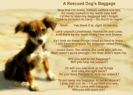 It S That Time Again Time For Lunchtimegiving Imagine If Everyone Gave Just 1 The Difference We Could Make Https Www Labador Rescue Dogs Dog Quotes Dogs