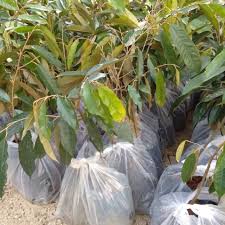 Durian montong adalah jenis durian paling populer setelah jenis. Anak Pokok Durian Monthong Shopee Malaysia