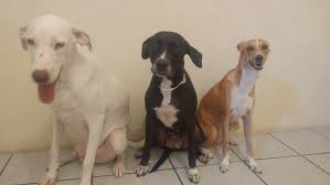 Vira-lata: conheça as vantagens de ter um cão sem raça definida como  companheiro | É o Bicho | G1