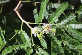 Image result for Albizia niopoides