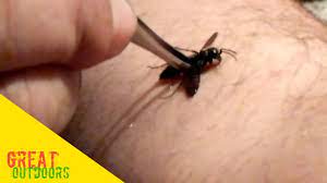 I watched it fight one, i thought it would loose. The Great Black Wasp Sting Test Youtube