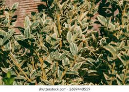 Image result for Celastraceae