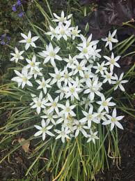 Check spelling or type a new query. Star Of Bethlehem Flower Deer Resistant Plants Star Of Bethlehem Winter Plants