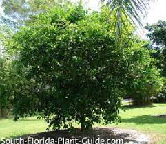 Fruit trees can sometimes get into the habit of alternate year bearing because of some environmental stress. Orange Tree Fertilizer Florida Cromalinsupport