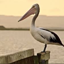 Pin By Mary Franks On Aussie Birds Australian Animals Beautiful Birds Australian Birds