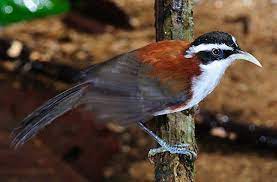 Masteran burung cucak kopi gacor. Cica Kopi Melayu Burung Lokal Yang Gacor Om Kicau