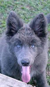 Blue Bay Shepherd Shepherd Puppies Pet Dogs Puppies