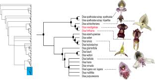 Image result for Disa baurii