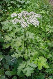 Berce Des Pres Recolte Et Utilisation Cueilleurs Sauvages En 2020 Berce Des Pres Plantes Sauvages Comestibles Plantes Sauvages