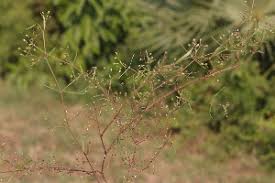 Image result for Oldenlandia angolensis