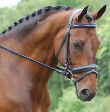 Get Bridle On A Horse Horses Red Barn Dressage Bridle