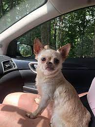 Through our progressive spay/neuter incentives; Manchester Nh Chihuahua Meet Becca A Pet For Adoption