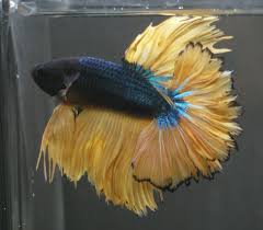 Pin By Brandon Frank On A1 Betta Halfmoon Betta Betta Tropical Fish