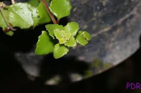 Image result for Coleus sessilifolius