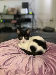 These 600 hawaiian cats have a better life than you. Hawaiian Humane Society 953 Photos 302 Reviews Animal Shelters 2700 Waialae Ave Honolulu Hi Phone Number Services Yelp